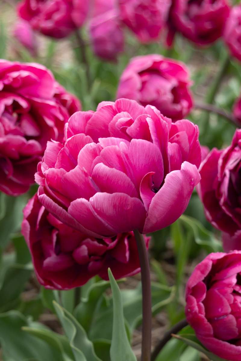 Tulipan 'Rosy Diamond'